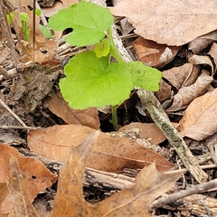 Malvaviscus arboreus drummondii