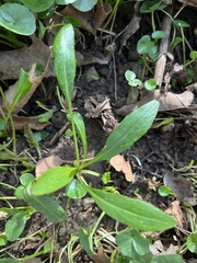 Hesperis matronalis