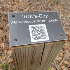 Malvaviscus arboreus drummondii