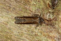 Blastobasis maroccanella