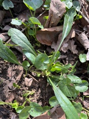 Hesperis matronalis