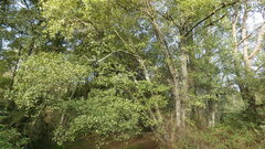 Alnus lusitanica