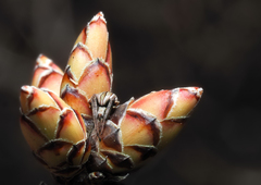 Rhododendron viscosum