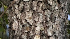 Alnus lusitanica