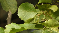 Alnus lusitanica