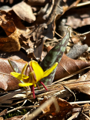 Erythronium americanum
