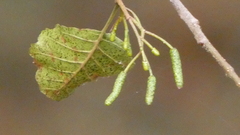 Alnus lusitanica