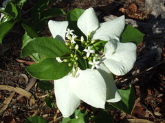 Coelospermum decipiens
