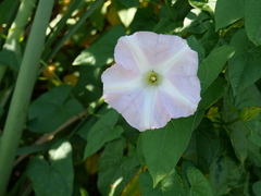 Calystegia sepium roseata x Silvatica disjuncta