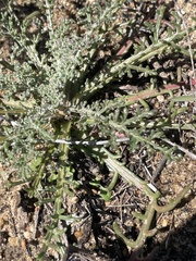 Chaenactis artemisiifolia