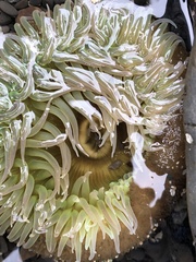 Anthopleura