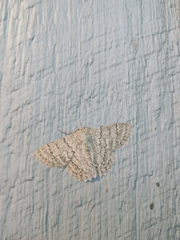 Crypsiphona tasmanica