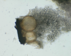 Trichoderma lixii
