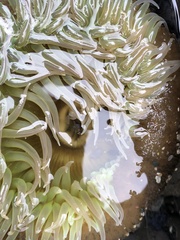 Anthopleura