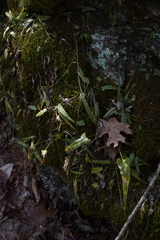 Asplenium rhizophyllum