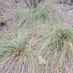 Nolina texana