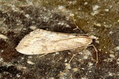 Evergestis isatidalis