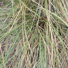 Nolina texana