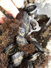Mytilus californianus