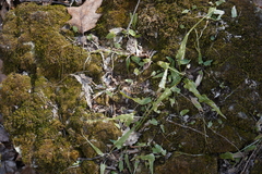 Asplenium rhizophyllum