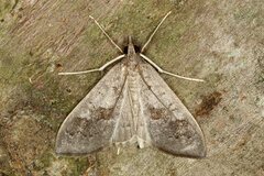 Mecyna asinalis