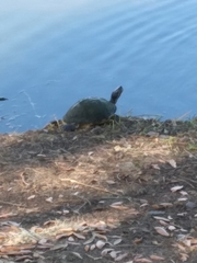 Pseudemys peninsularis