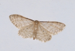 Idaea fuscovenosa