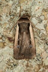 Ochropleura leucogaster