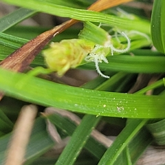 Carex planostachys