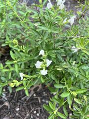 Salvia apiana