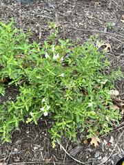 Salvia apiana