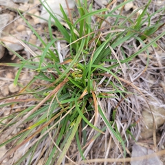Carex planostachys