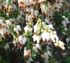 Erica orientalis