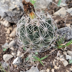 Coryphantha sulcata