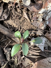 Phytolacca americana