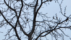 Junco