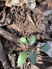 Phytolacca americana