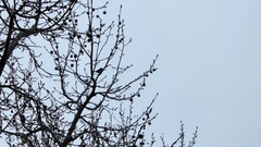 Junco