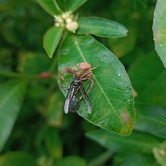 Runcinioides litteratus