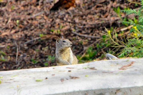 iNaturalist observation photo of California Ground Squirrel
