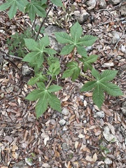 Ungnadia speciosa