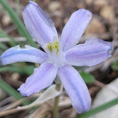 Androstephium coeruleum
