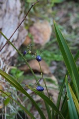 Dianella ensifolia