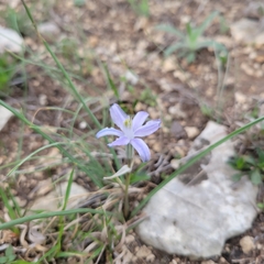 Androstephium coeruleum