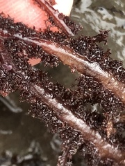 Neoptilota densa