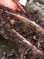 Neoptilota densa