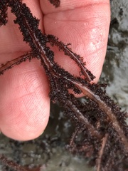 Neoptilota densa