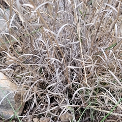 Panicum hallii