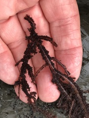Neoptilota densa
