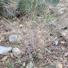Panicum hallii